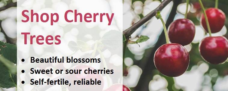Shop Cherry Trees 2